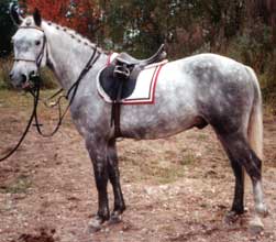 Chiefen