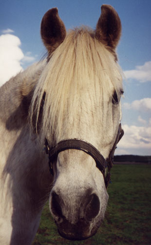 Hoppsan