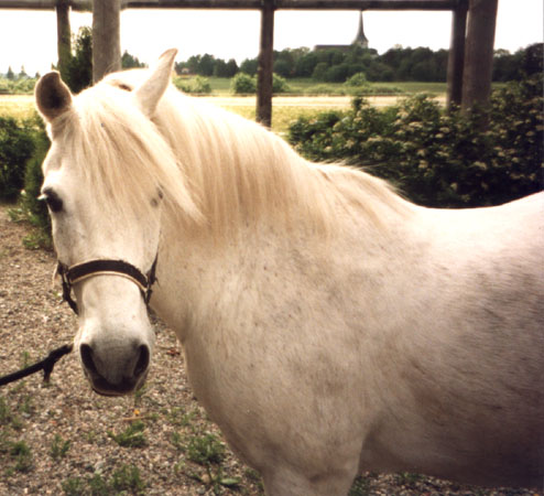 Hoppsan