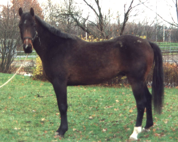 nalle_hel